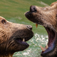 Image for article titled How To Fight A Bear And Win